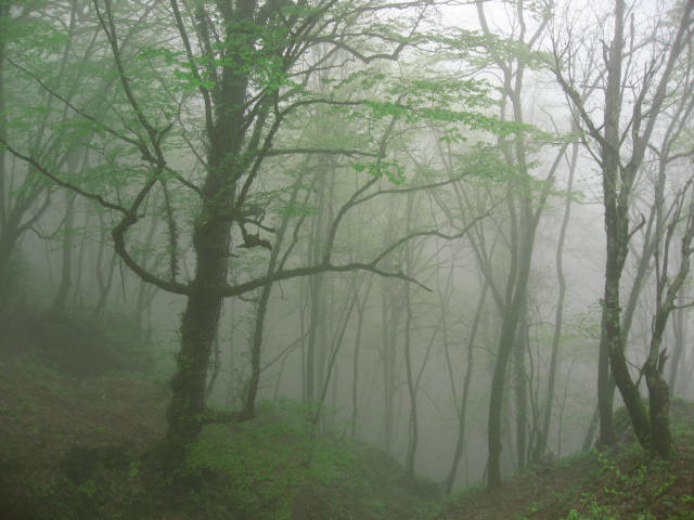 Bosque Masuleh