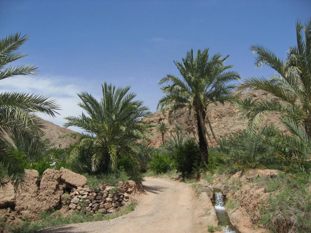 palmeras garmeh 3