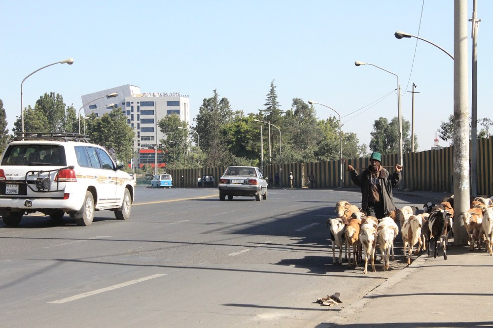 cabras en adis abeba