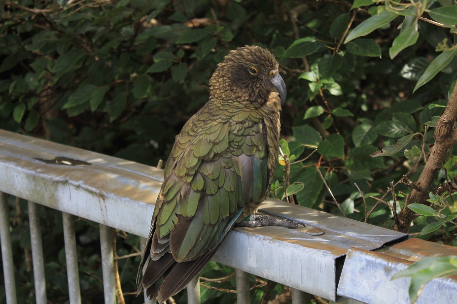 kea nz